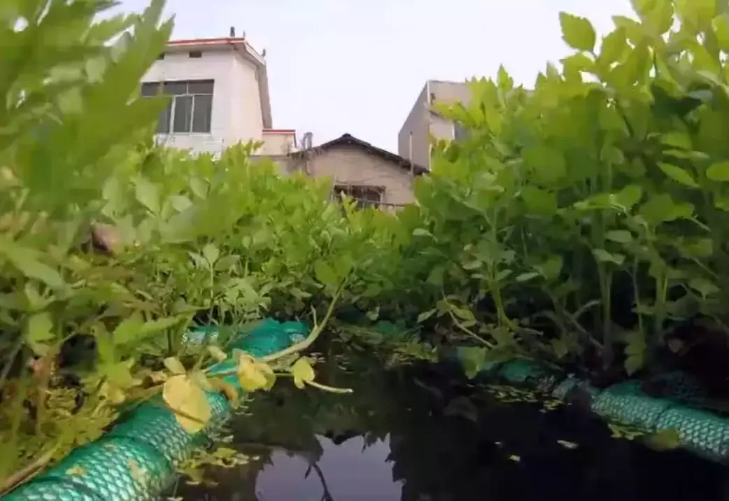 致富经泉水高产养鱼视频_致富经泉水养草鱼_致富经山泉水养鱼完整视频