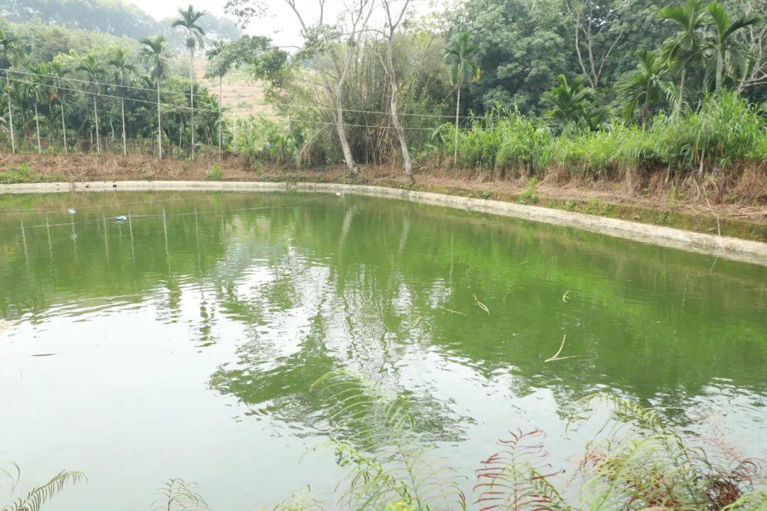 致富经山泉水养殖鱼视频_致富经泉水养草鱼_致富经山泉水养鱼完整视频