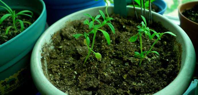 致富种植可以种植什么_致富种植可以养多肉吗_可以种植什么致富