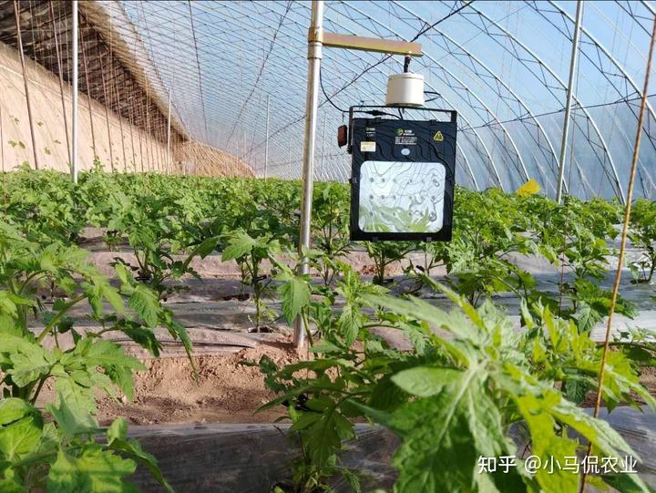 致富蔬菜种植公司简介_种植蔬菜的公司_种植蔬菜致富公司