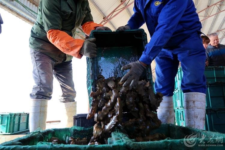 海参养殖水产技术要求_水产海参养殖技术_海参养殖流程