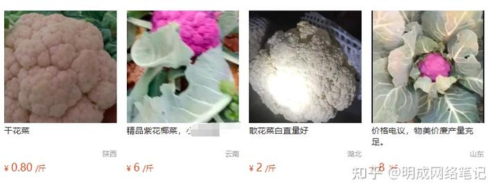 致富蔬菜种植公司简介_种植蔬菜致富公司_大型蔬菜种植公司