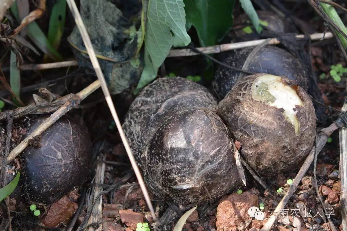 竹笙属于什么植物_竹笙的种植技术_竹荪种植技术