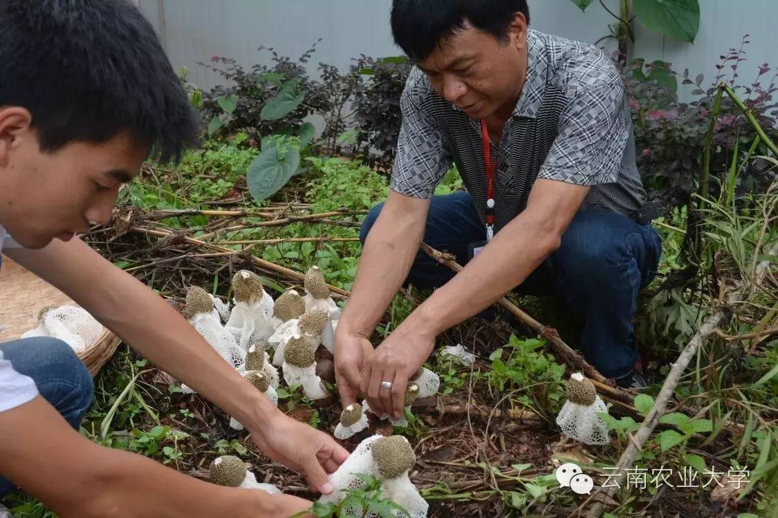 竹笙的种植技术_竹荪种植技术_竹笙属于什么植物