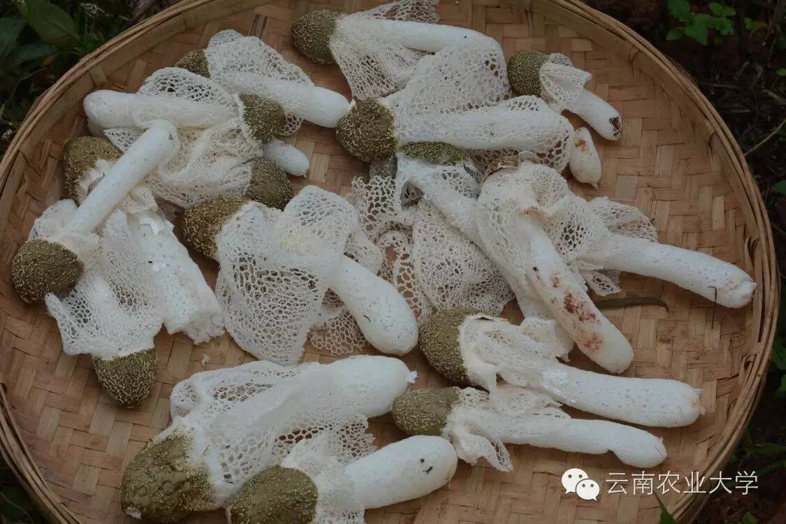 竹荪种植技术_竹笙的种植技术_竹笙属于什么植物