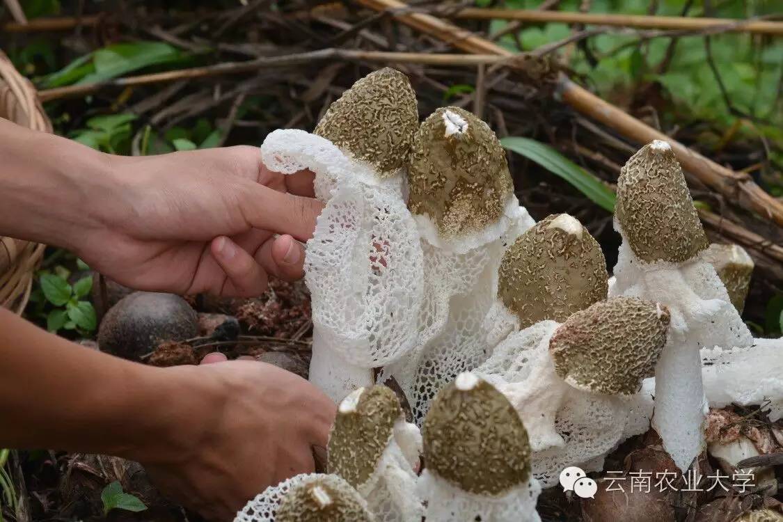 竹荪种植技术_竹笙属于什么植物_竹笙的种植技术