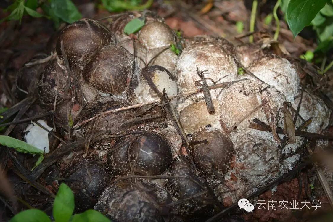 竹笙属于什么植物_竹荪种植技术_竹笙的种植技术