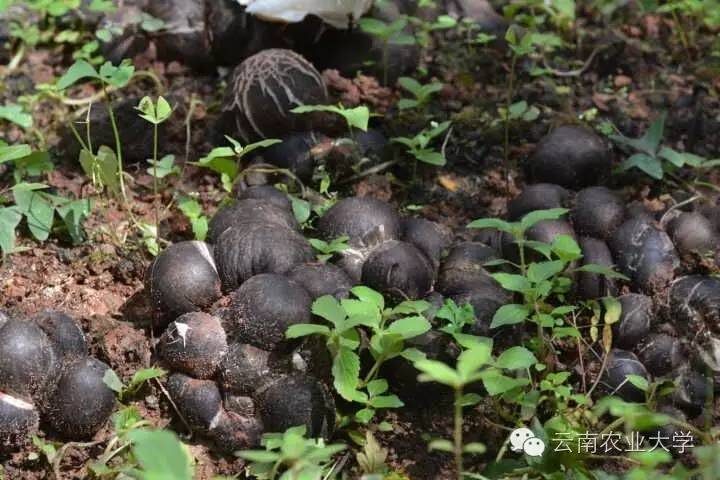 竹笙属于什么植物_竹荪种植技术_竹笙的种植技术