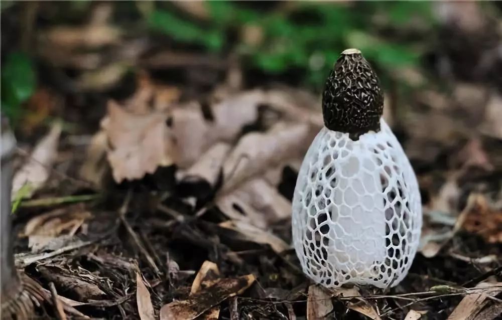 野生竹笙和种植的区别_竹笙的种植技术_竹笙属于什么植物