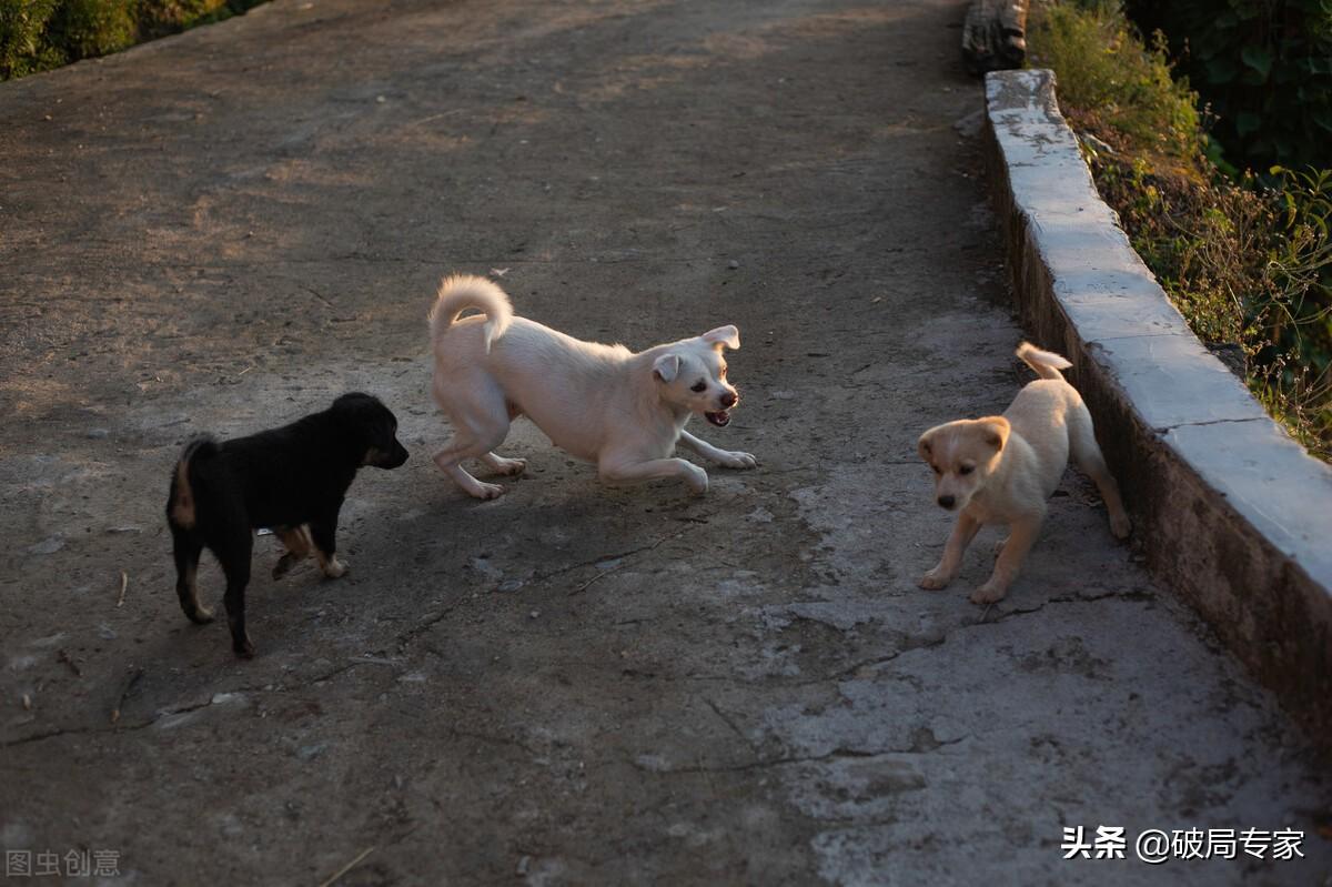 笼养肉狗笼的设计_笼养肉狗视频_肉狗养殖技术笼养