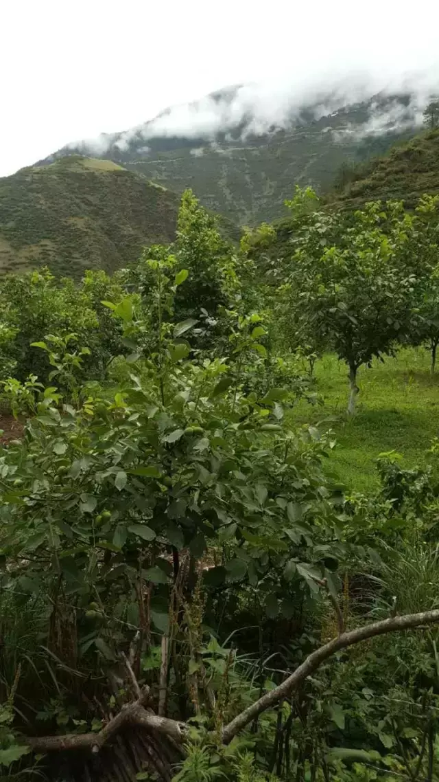 致富经云南高脚鸡_云南鸡脚_云南鸡脚做法大全