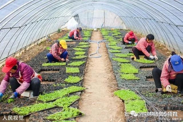 致富经创业项目食用菌_致富食用菌创业项目介绍_致富经食用菌创业视频