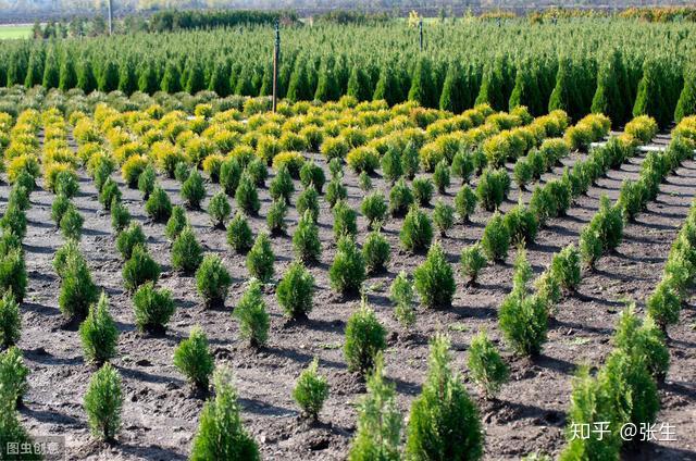 种植什么致富门路_致富种植门路图片大全_种植致富新项目