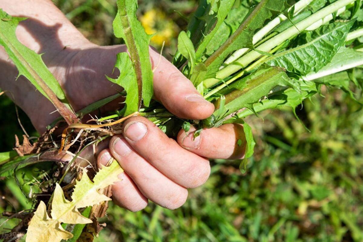 蒲公英种植致富_蒲公英致富经_致富经种蒲公英