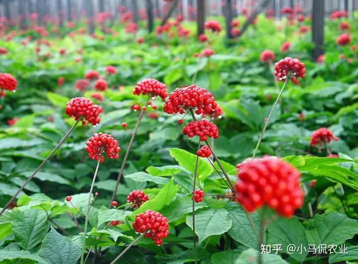 药材种植业致富项目_农村致富经中药材种植_农村种植致富药材