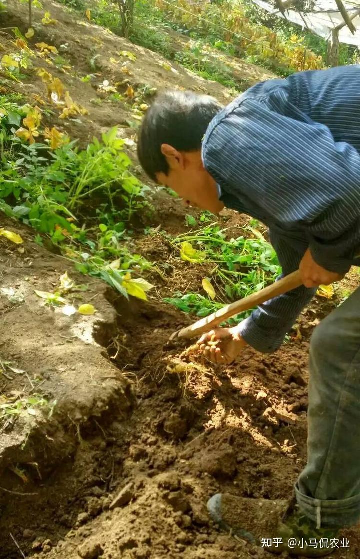 农村种植致富药材_药材种植业致富项目_农村致富经中药材种植