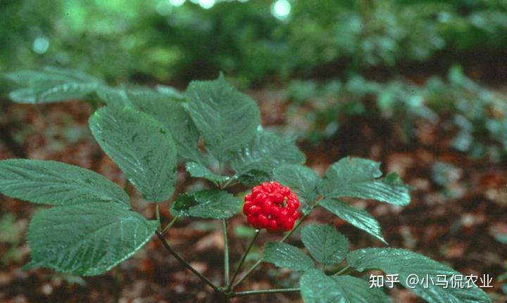 农村致富经中药材种植_药材种植业致富项目_农村种植致富药材