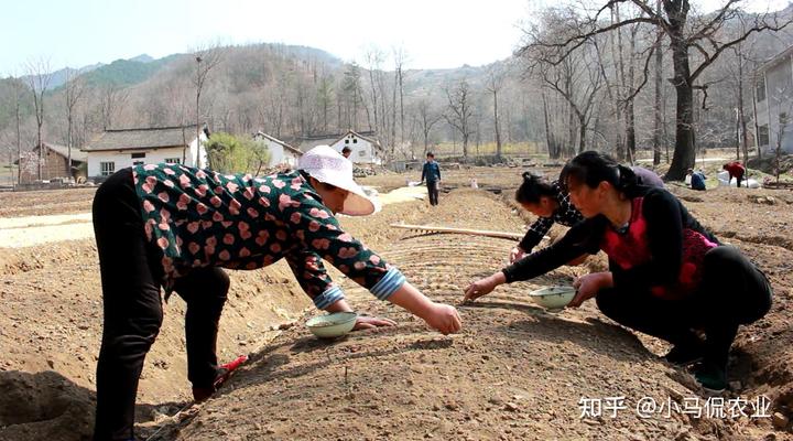 药材种植业致富项目_农村种植致富药材_农村致富经中药材种植