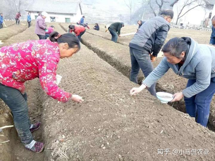 农村致富经中药材种植_药材种植业致富项目_农村种植致富药材