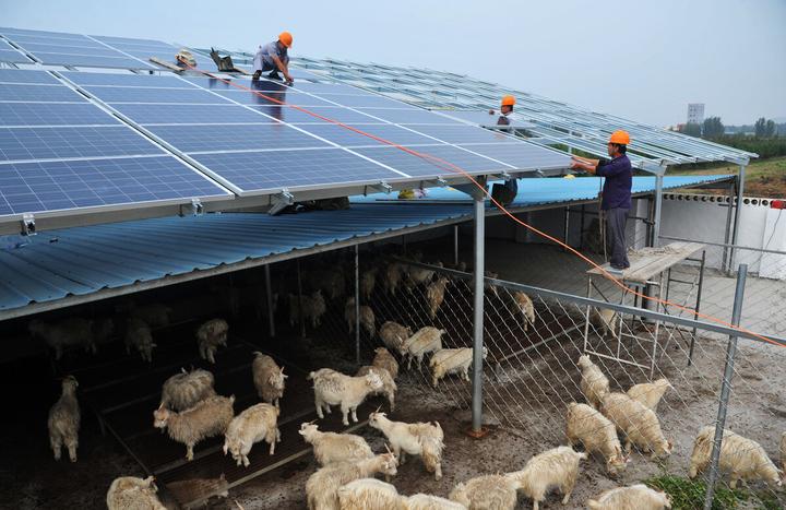 大棚肉鸭养殖技术一点通_肉鸭大棚建设_大棚养殖肉鸭技术