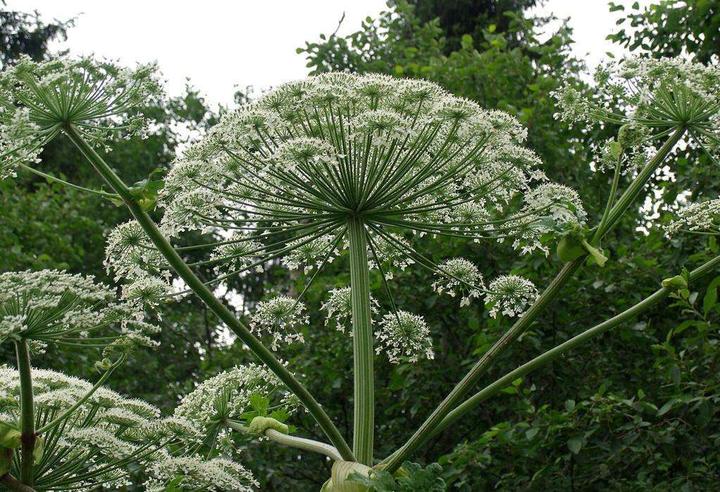 农村种植致富药材_农村种植药材致富项目_农村致富经中药材种植