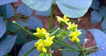 绿豆的种植经验_绿豆食用种植技术有哪些_食用绿豆种植技术