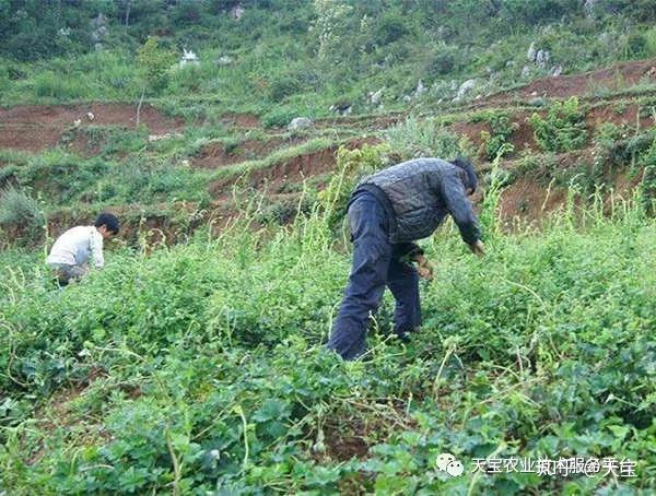 农村5个药材种植致富项目_药材种植业致富项目_农村种植致富药材