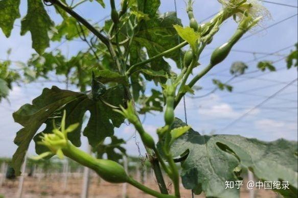 决战决胜脱贫攻坚：武汉新洲小瓜蒌催生大产业 姐妹花结出致富果