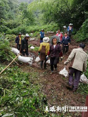 四川天麻种植基地_四川天麻种植技术_四川博士种天麻 致富经