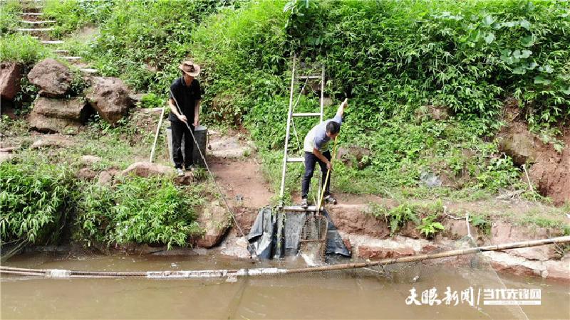 四川博士种天麻 致富经_四川天麻种植基地_四川天麻种植技术