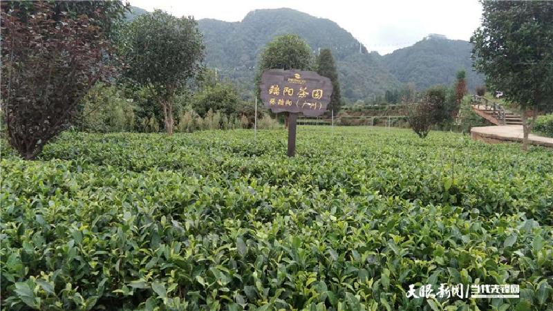 四川博士种天麻 致富经_四川天麻种植基地_四川天麻种植技术