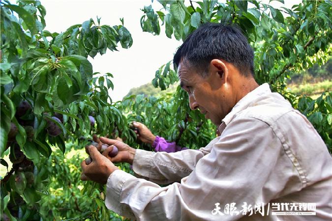 四川天麻种植基地_四川天麻种植技术_四川博士种天麻 致富经