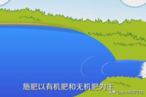 养殖鸡尾虾怎么样_虾养殖鸡尾技术视频教程_鸡尾虾养殖技术