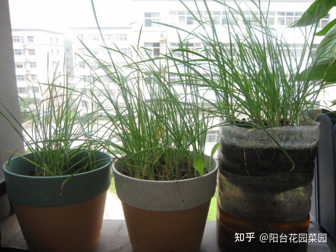 韭王种植视频_韭王种植技术_种植韭王技术视频教程