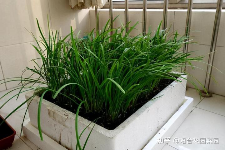 韭王种植技术_韭王种植视频_种植韭王技术视频教程