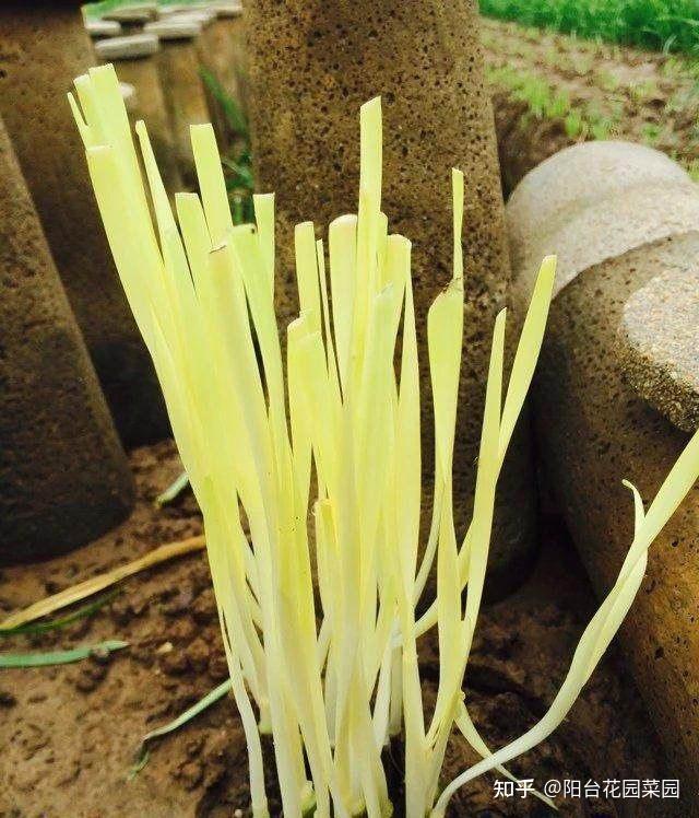 韭王种植视频_种植韭王技术视频教程_韭王种植技术