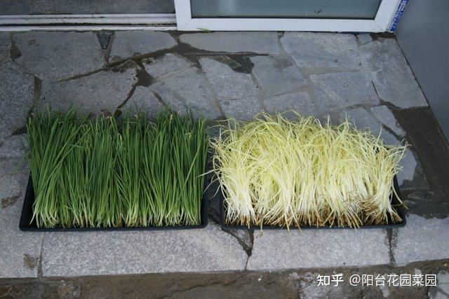 韭王种植技术_种植韭王技术视频教程_韭王种植视频