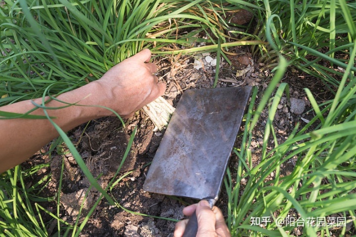 种植韭王技术视频教程_韭王种植技术_韭王种植视频