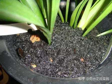 种植韭王技术视频教程_韭王种植视频_韭王种植技术