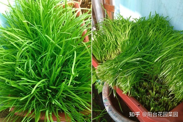 种植韭王技术视频教程_韭王种植视频_韭王种植技术