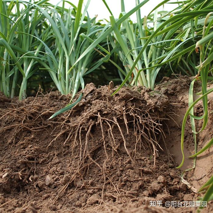 种植韭王技术视频教程_韭王种植技术_韭王种植视频