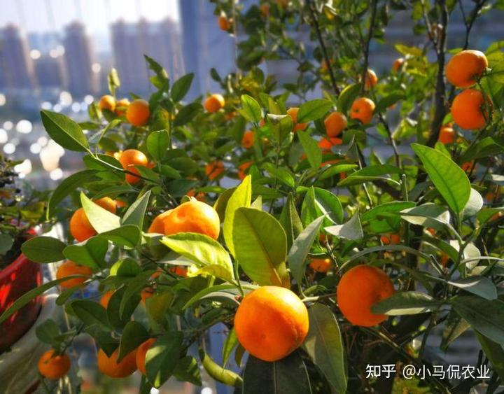 空房种植致富新闻_致富新闻网_新闻致富种植空房怎么写