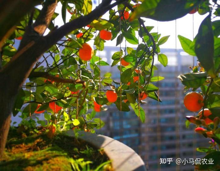 新闻致富种植空房怎么写_致富新闻网_空房种植致富新闻