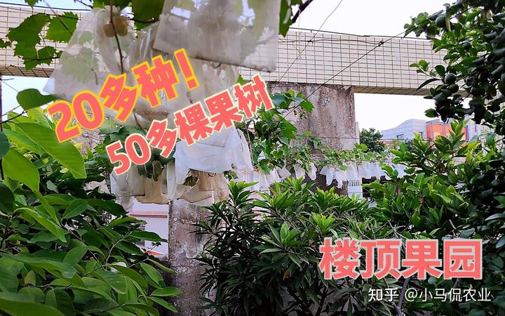 新闻致富种植空房怎么写_致富新闻网_空房种植致富新闻