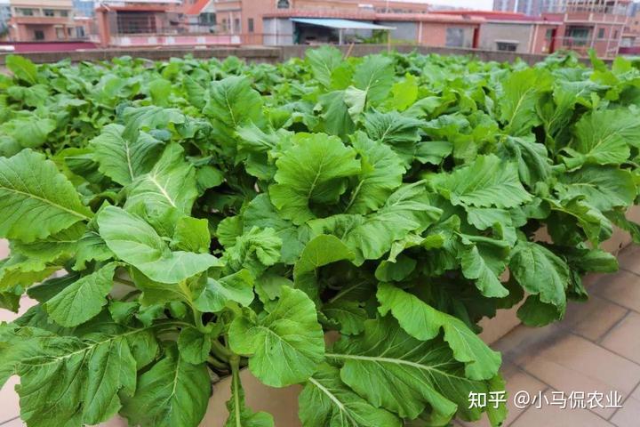 空房种植致富新闻_致富新闻网_新闻致富种植空房怎么写