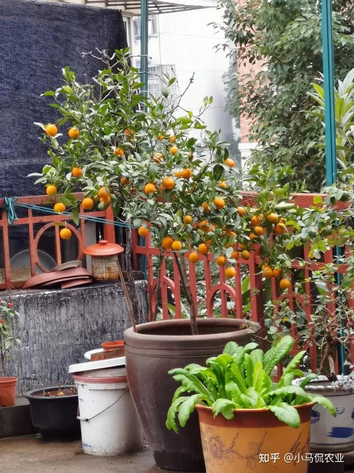 空房种植致富新闻_致富新闻网_新闻致富种植空房怎么写