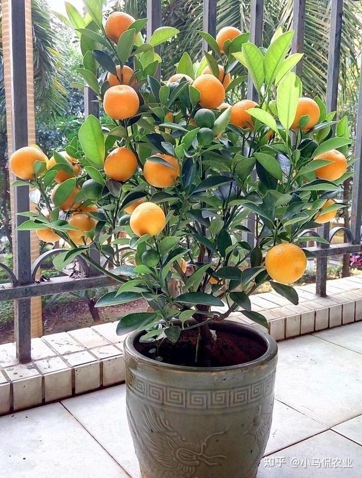 空房种植致富新闻_致富新闻网_新闻致富种植空房怎么写