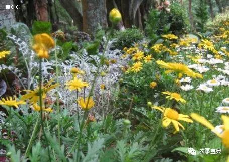 2017年农村种植什么最赚钱?10个农村种植致富好项目介绍