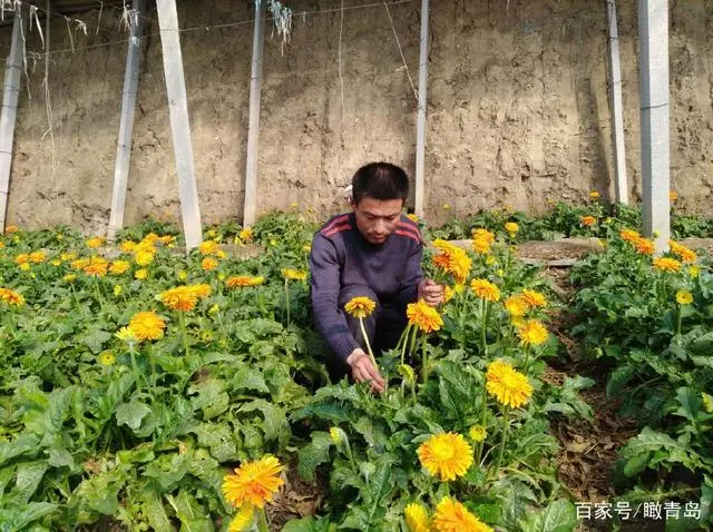 致富经｜临沂小伙在平度引进这种植物，管理简单每亩大棚收入3万