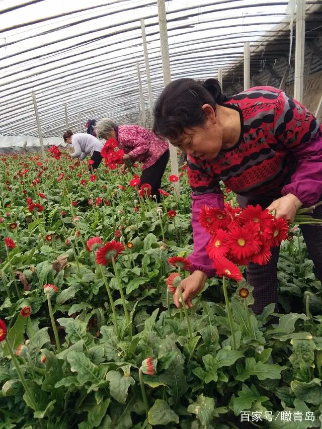 花卉致富养殖大棚怎么样_花卉大棚养殖致富_花卉致富养殖大棚图片